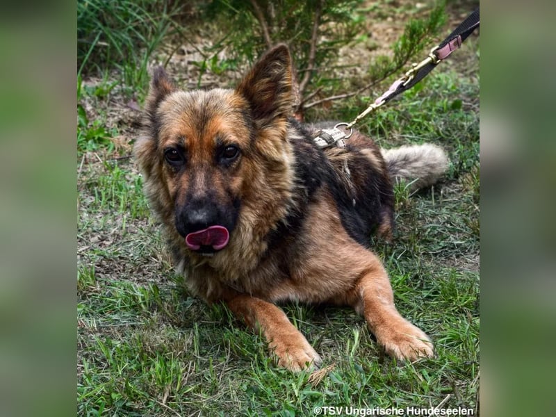 Eira - lebhafter Schäferhund-Mix sucht unternehmungslustige Menschen