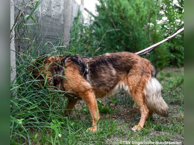 Eira - lebhafter Schäferhund-Mix sucht unternehmungslustige Menschen