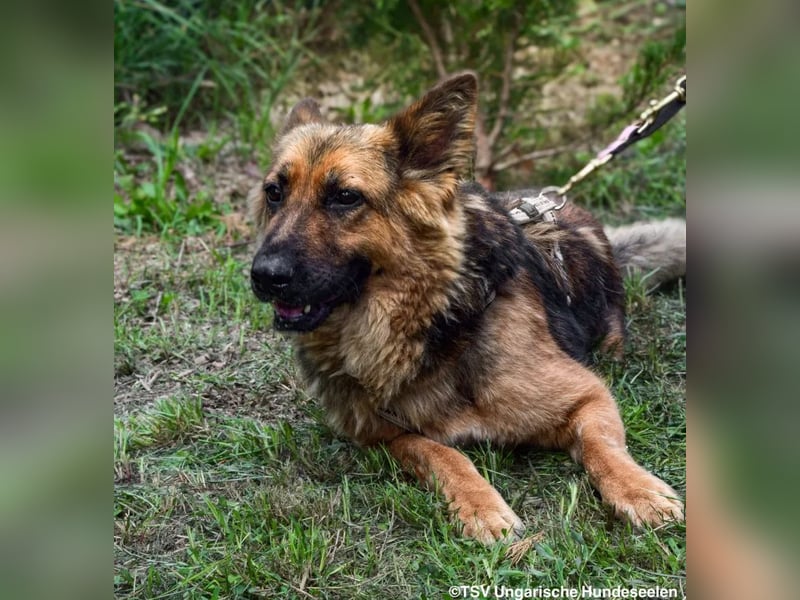 Eira - lebhafter Schäferhund-Mix sucht unternehmungslustige Menschen