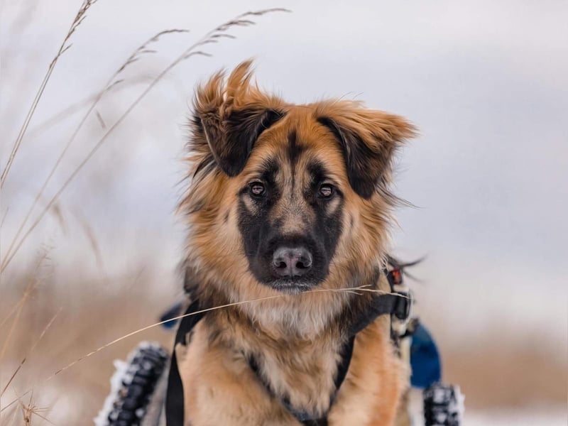 Besonderer Enger sucht seine Familie