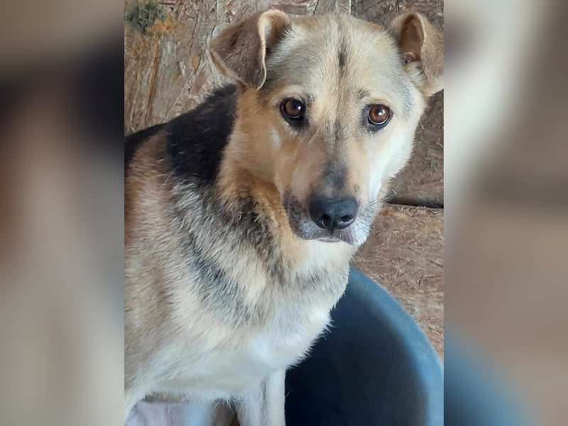 Barney, er leidet im Tierheim und muss dort dringend herraus!