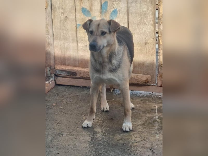 Barney, er leidet im Tierheim und muss dort dringend herraus!