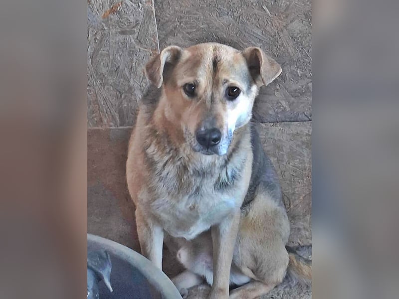 Barney, er leidet im Tierheim und muss dort dringend herraus!