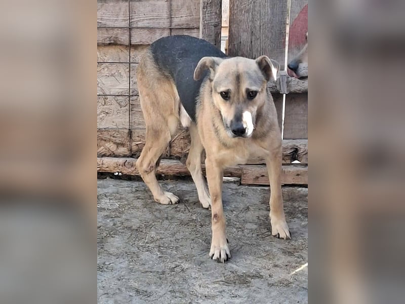 Barney, er leidet im Tierheim und muss dort dringend herraus!
