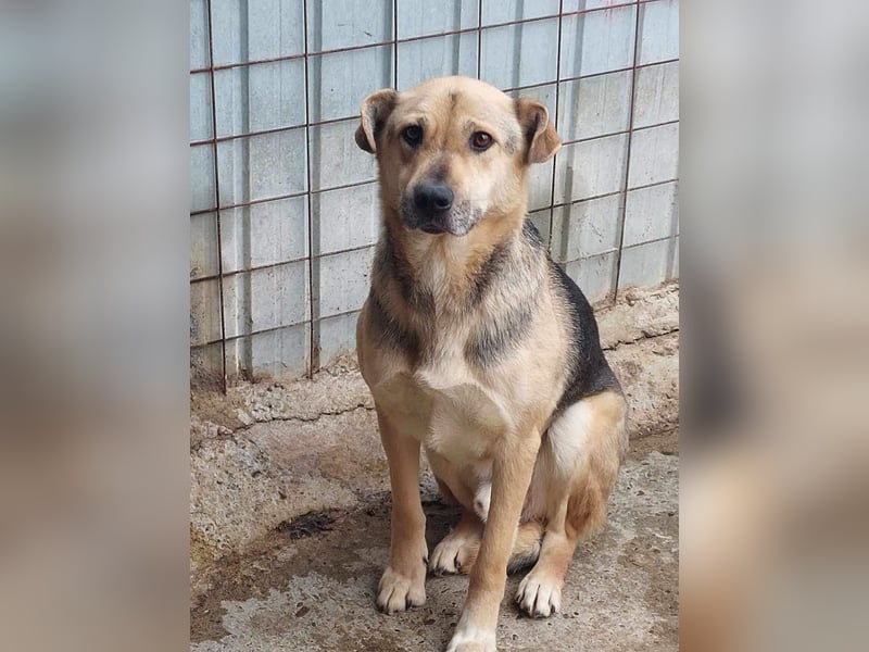 Barney, er leidet im Tierheim und muss dort dringend herraus!