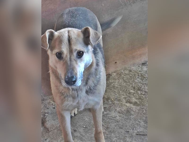 Barney, er leidet im Tierheim und muss dort dringend herraus!