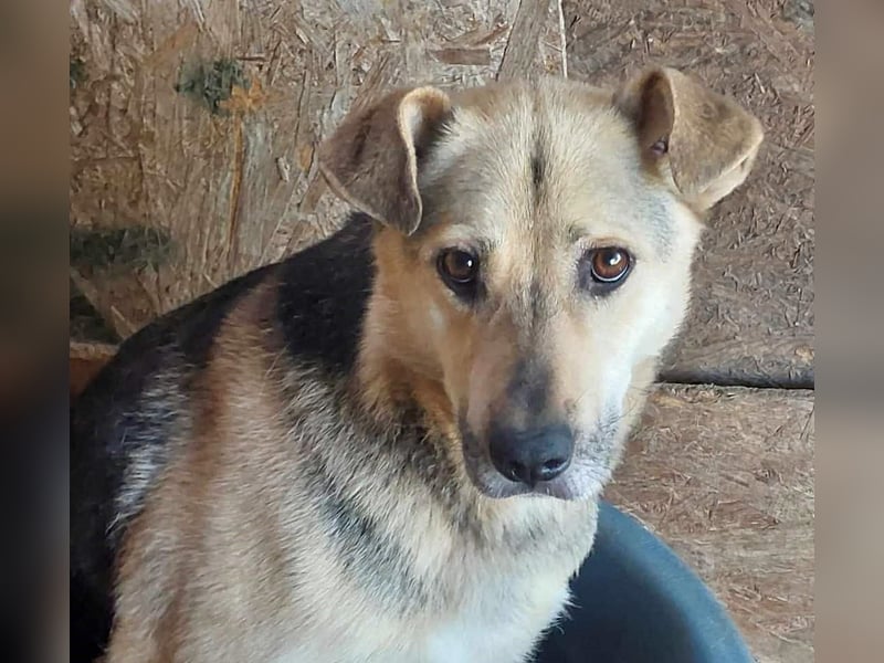 Barney, er leidet im Tierheim und muss dort dringend herraus!