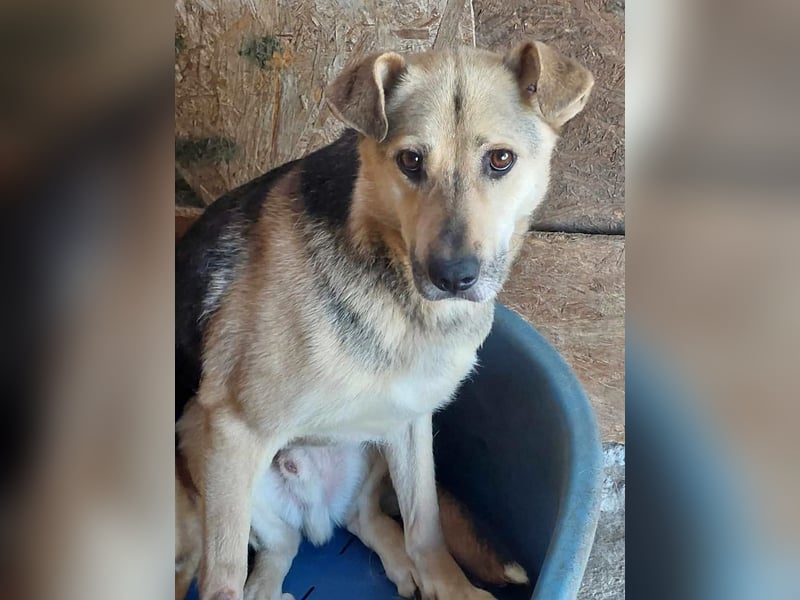 Barney, er leidet im Tierheim und muss dort dringend herraus!