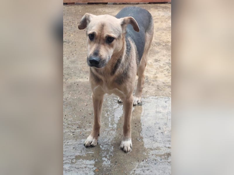 Barney, er leidet im Tierheim und muss dort dringend herraus!