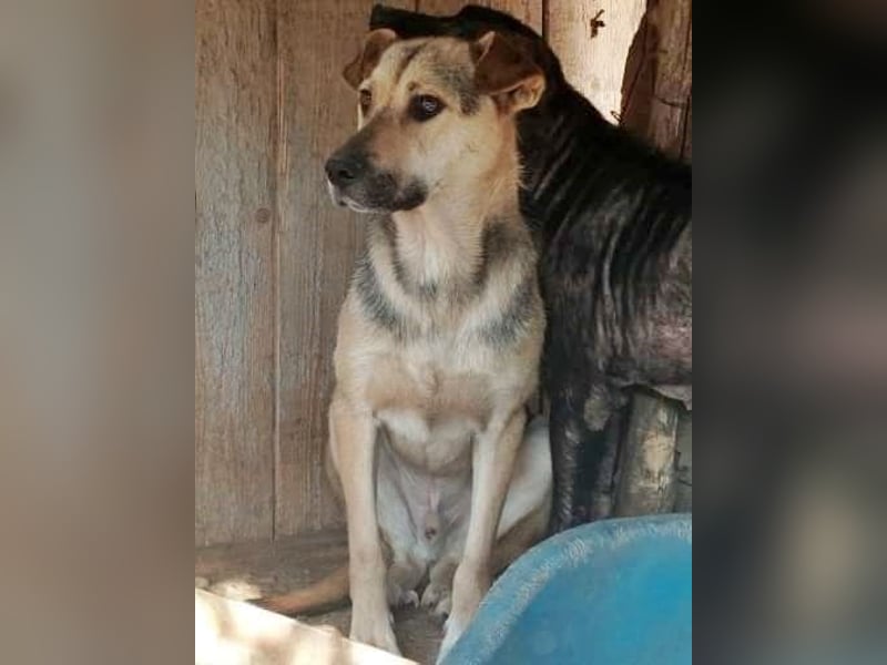 Barney, er leidet im Tierheim und muss dort dringend herraus!