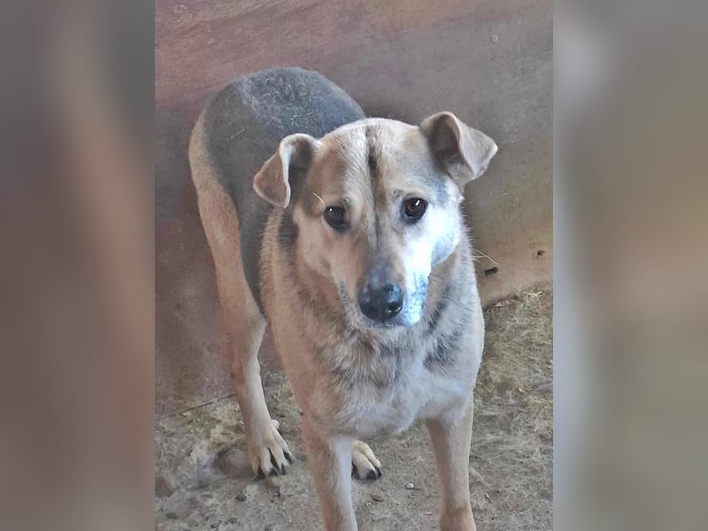 Barney, er leidet im Tierheim und muss dort dringend herraus!