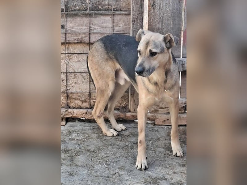 Barney, er leidet im Tierheim und muss dort dringend herraus!