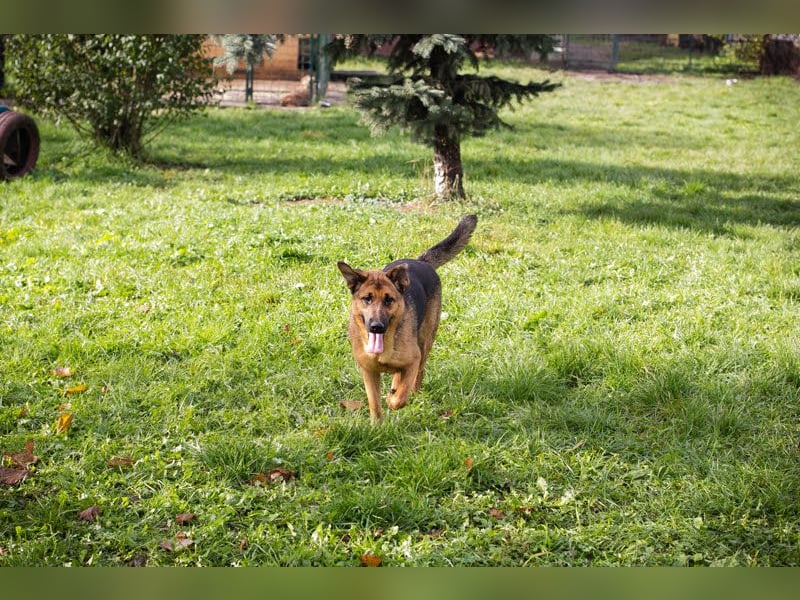 MALIE – Liebevolle Schäferhund-Mix-Hündin mit großem Herz sucht ihre Menschen