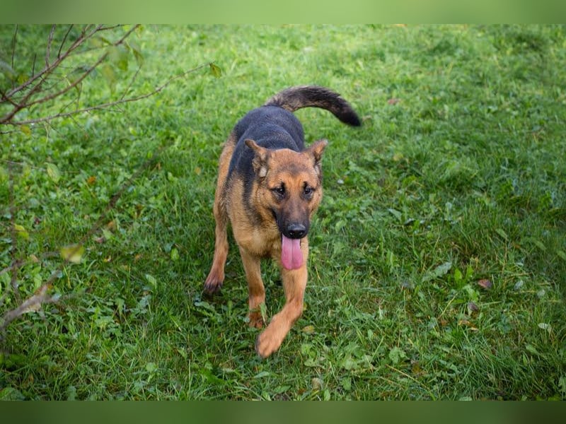 MALIE – Liebevolle Schäferhund-Mix-Hündin mit großem Herz sucht ihre Menschen
