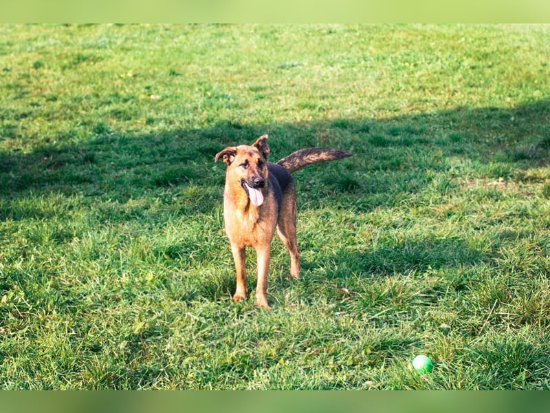 MALIE – Liebevolle Schäferhund-Mix-Hündin mit großem Herz sucht ihre Menschen