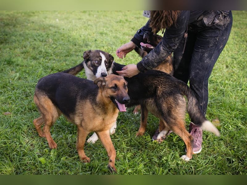 MALIE – Liebevolle Schäferhund-Mix-Hündin mit großem Herz sucht ihre Menschen