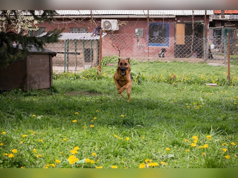 MALIE – Liebevolle Schäferhund-Mix-Hündin mit großem Herz sucht ihre Menschen