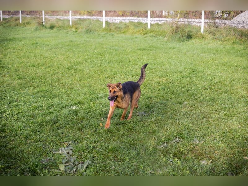 MALIE – Liebevolle Schäferhund-Mix-Hündin mit großem Herz sucht ihre Menschen