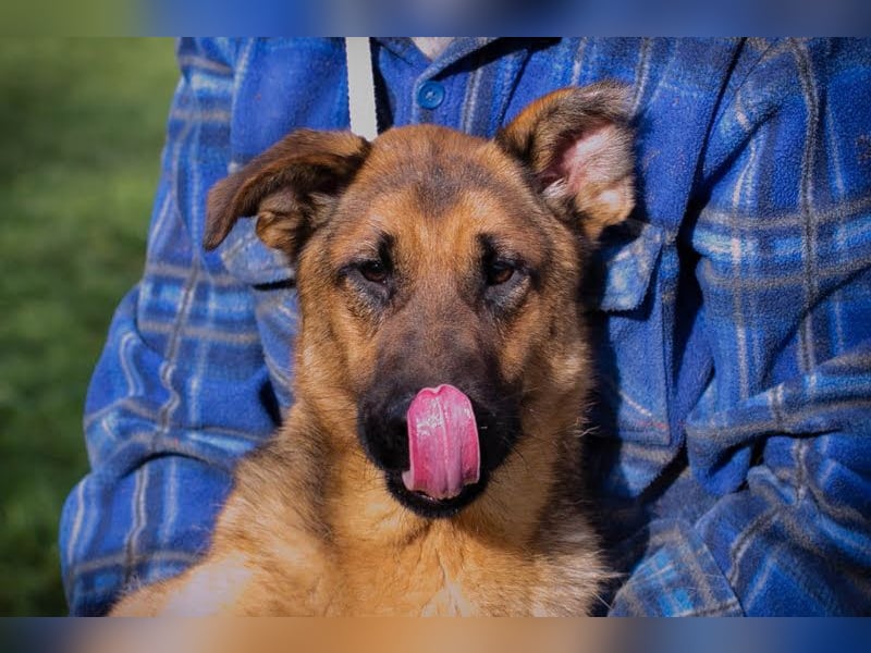 MALIE – Liebevolle Schäferhund-Mix-Hündin mit großem Herz sucht ihre Menschen