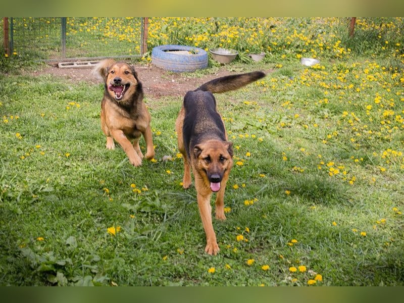 MALIE – Liebevolle Schäferhund-Mix-Hündin mit großem Herz sucht ihre Menschen