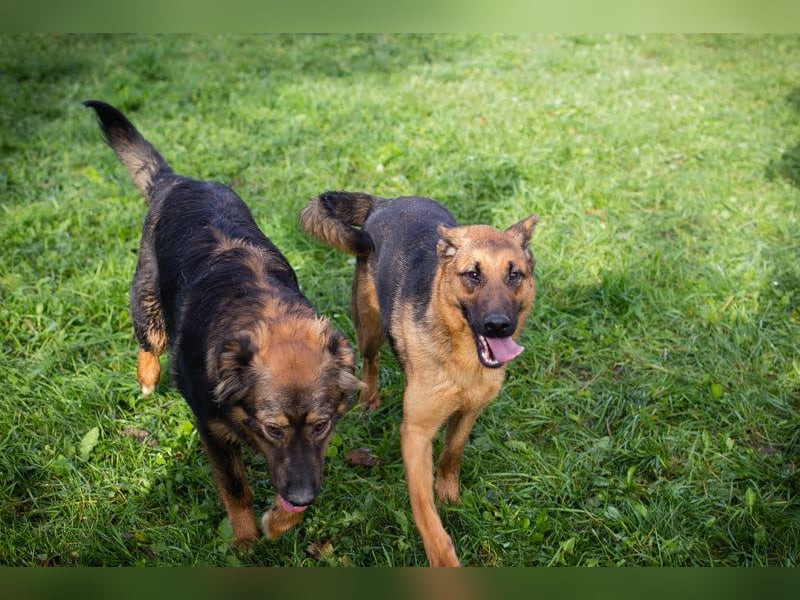 MALIE – Liebevolle Schäferhund-Mix-Hündin mit großem Herz sucht ihre Menschen