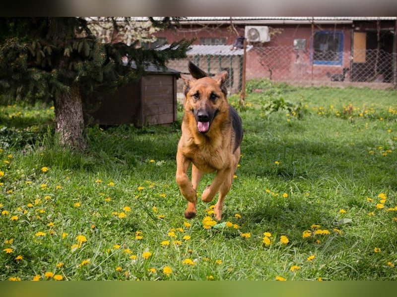 MALIE – Liebevolle Schäferhund-Mix-Hündin mit großem Herz sucht ihre Menschen