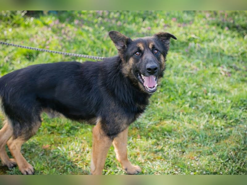 DINERO – Fröhlicher Sonnenschein sucht seine Familie