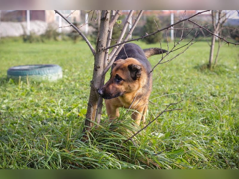 MALIE – Liebevolle Schäferhund-Mix-Hündin mit großem Herz sucht ihre Menschen