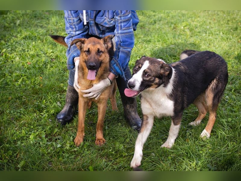 MALIE – Liebevolle Schäferhund-Mix-Hündin mit großem Herz sucht ihre Menschen