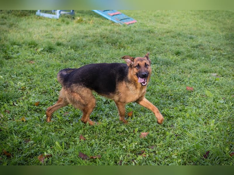 MALIE – Liebevolle Schäferhund-Mix-Hündin mit großem Herz sucht ihre Menschen