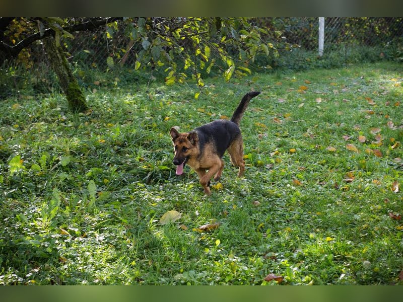 MALIE – Liebevolle Schäferhund-Mix-Hündin mit großem Herz sucht ihre Menschen