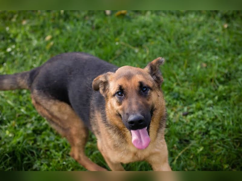 MALIE – Liebevolle Schäferhund-Mix-Hündin mit großem Herz sucht ihre Menschen