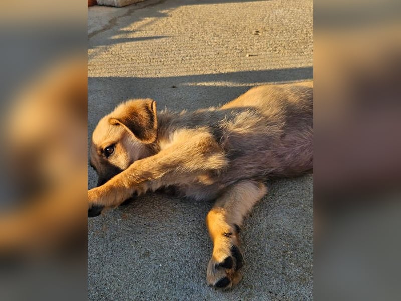 SIRIUS-offener, fröhlicher, vertrauensvoller Bub sucht sein liebevolles Für-immer-Zuhause