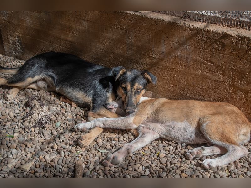 Herzensguter COOPER-liebevoller Freund für Mensch und Hund sucht seine "Für-immer-Familie"