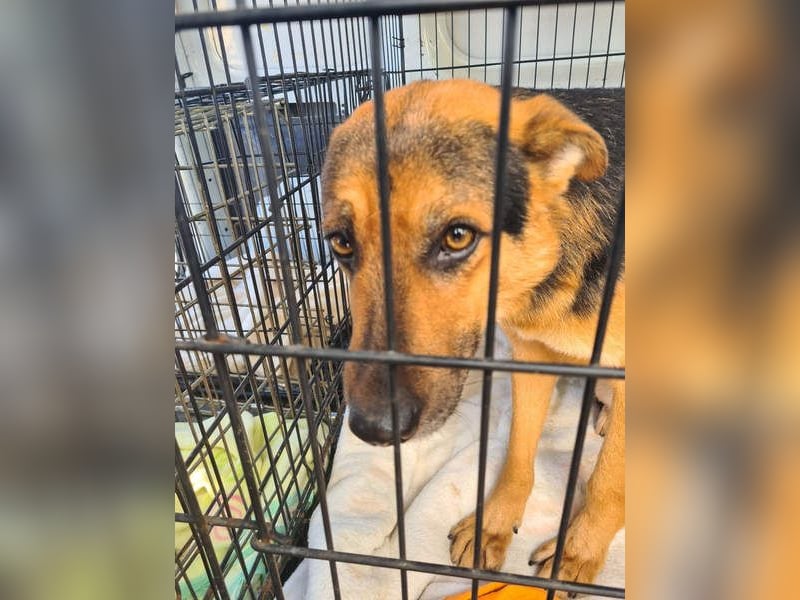 ALEX-ein Blick in seine sanften Augen verrät mehr als 1000 Worte - wer bietet ein liebes Zuhause?