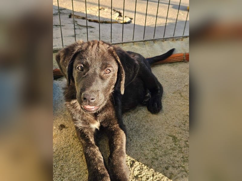 PANDORA wunderschönes Mädchen auf der Suche nach ihrem Für- immer-Körbchen