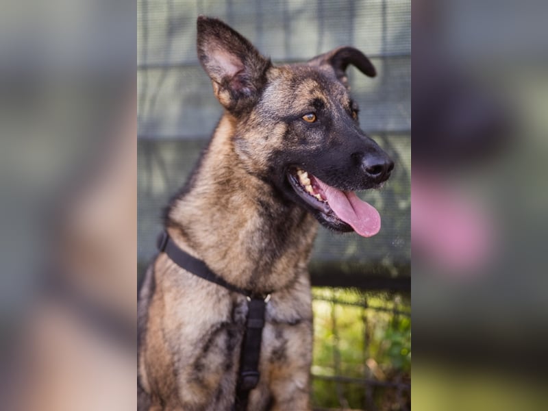 Nikki-auf der Suche nach kuschelnden Händen , die ihm Sicherheit geben