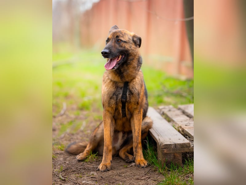 Nikki-auf der Suche nach kuschelnden Händen , die ihm Sicherheit geben