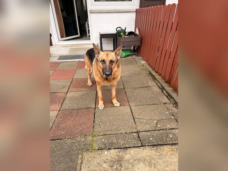 ASTRID- lieb, ruhig, sensibel, ausgeglichen, traurig, sucht liebevolle Familie