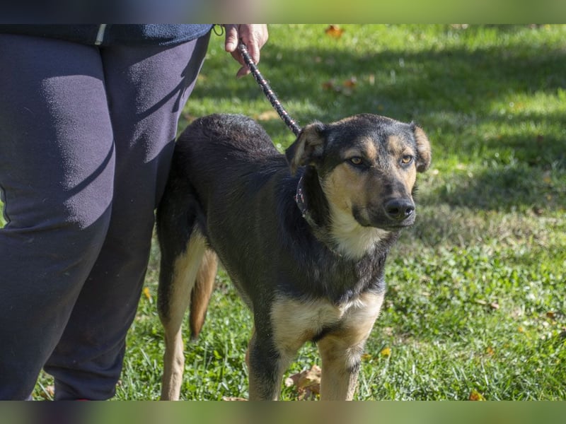 Herzensguter COOPER-liebevoller Freund für Mensch und Hund sucht seine "Für-immer-Familie"