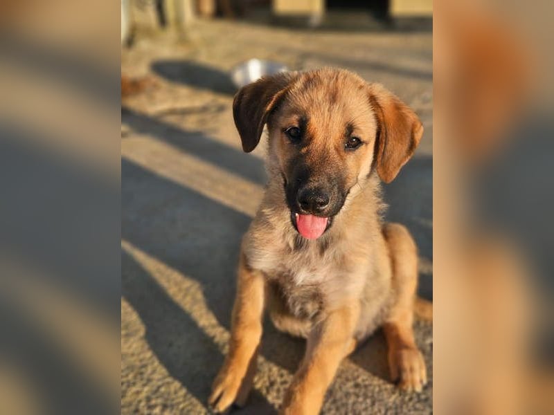 SIRIUS-offener, fröhlicher, vertrauensvoller Bub sucht sein liebevolles Für-immer-Zuhause