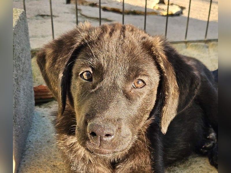 PANDORA wunderschönes Mädchen auf der Suche nach ihrem Für- immer-Körbchen