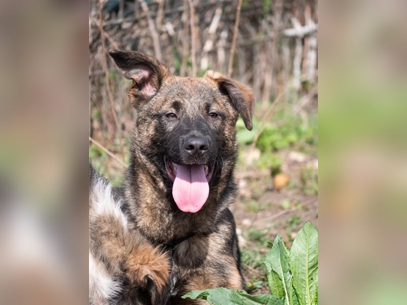 Nikki-auf der Suche nach kuschelnden Händen , die ihm Sicherheit geben