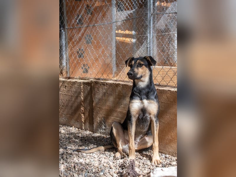 Herzensguter COOPER-liebevoller Freund für Mensch und Hund sucht seine "Für-immer-Familie"