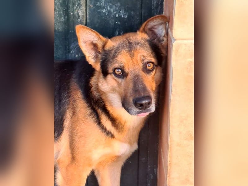 ALEX-ein Blick in seine sanften Augen verrät mehr als 1000 Worte - wer bietet ein liebes Zuhause?