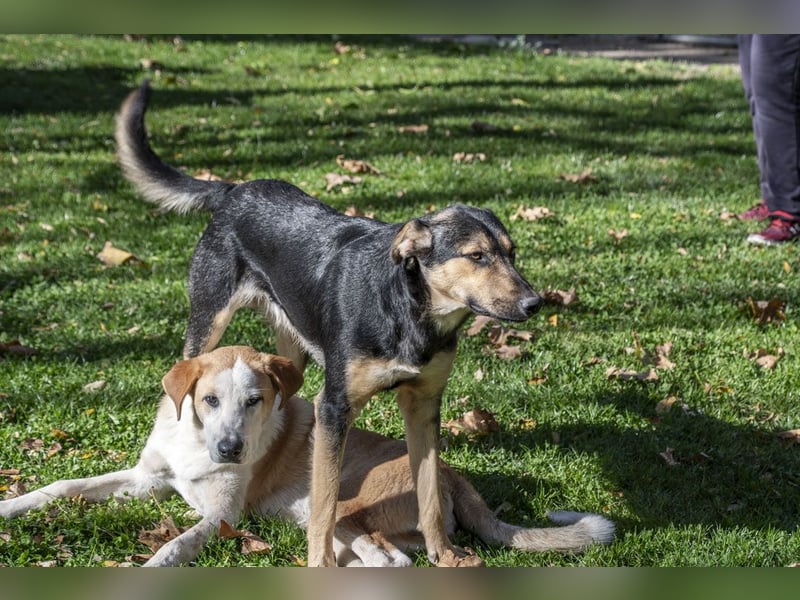 Herzensguter COOPER-liebevoller Freund für Mensch und Hund sucht seine "Für-immer-Familie"