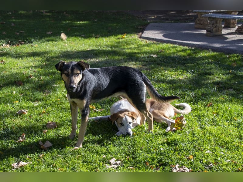 Herzensguter COOPER-liebevoller Freund für Mensch und Hund sucht seine "Für-immer-Familie"