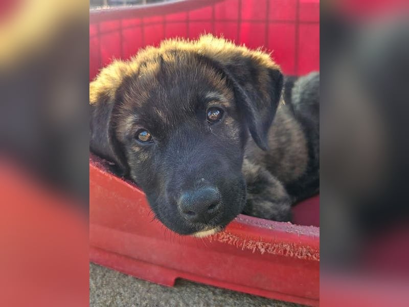 PANDORA wunderschönes Mädchen auf der Suche nach ihrem Für- immer-Körbchen