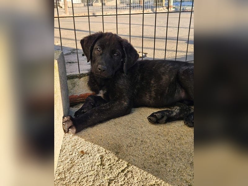 PANDORA wunderschönes Mädchen auf der Suche nach ihrem Für- immer-Körbchen