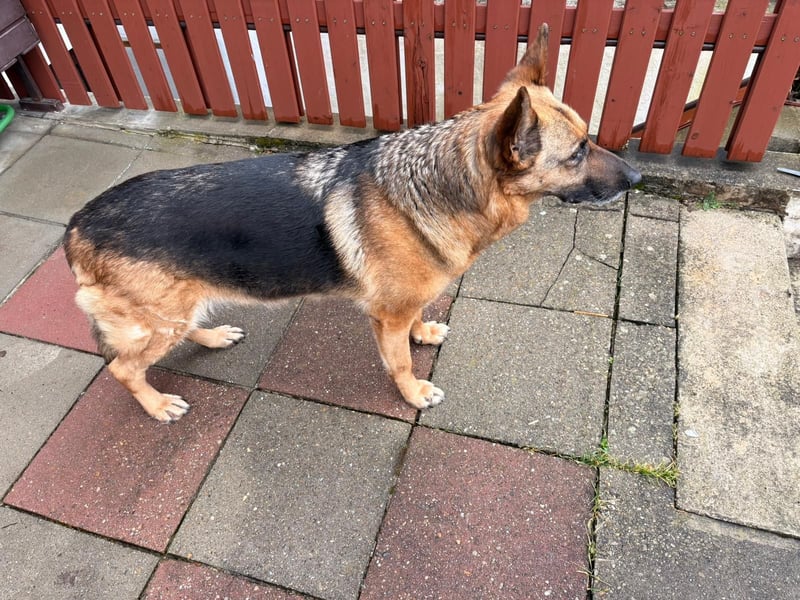 ASTRID- lieb, ruhig, sensibel, ausgeglichen, traurig, sucht liebevolle Familie